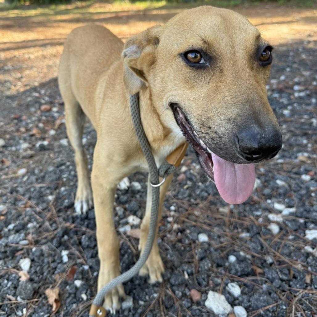 Scout, a Adoptable Mixed Breed in Millen, GA image 6/6