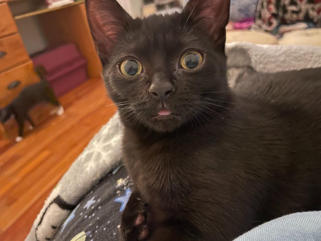 Enlarge Roulette25, a Adoptable mixed breed in Youngsville, NC image 1/6