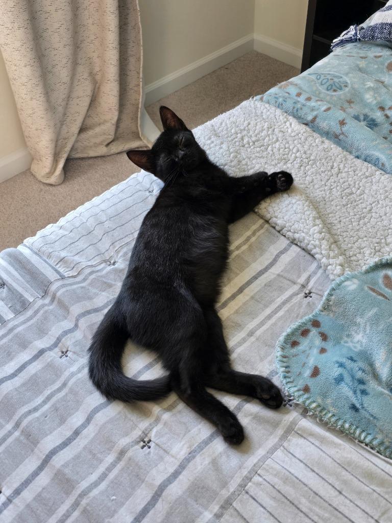 Roulette25, Adoptable, Young Female Domestic Short Hair.