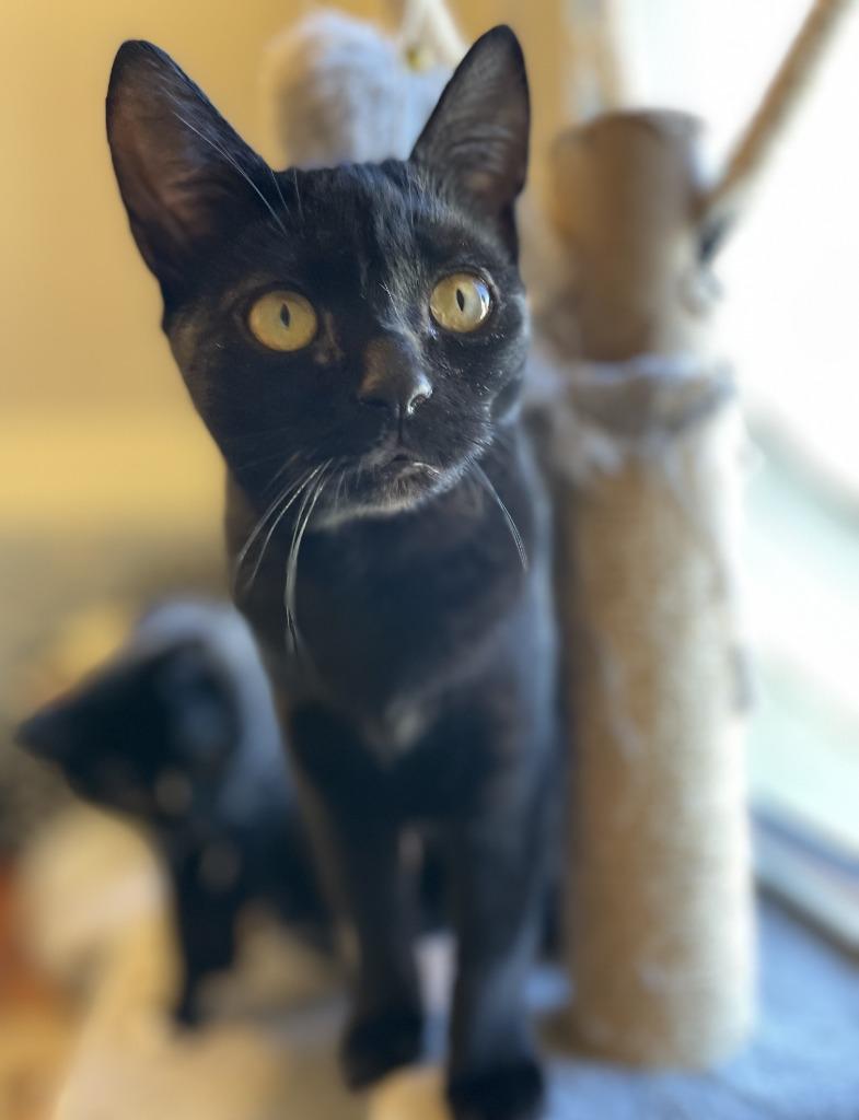 Enlarge Roulette25, a Adoptable mixed breed in Youngsville, NC image 2/6