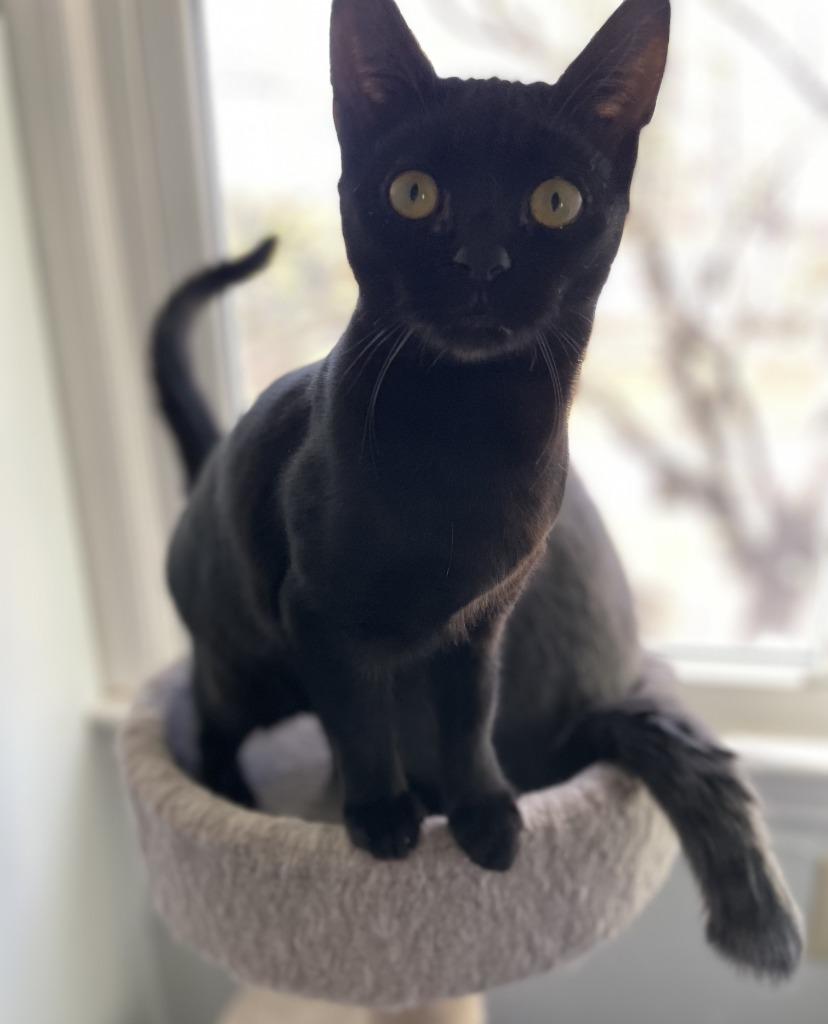 Enlarge Roulette25, a Adoptable mixed breed in Youngsville, NC image 3/6