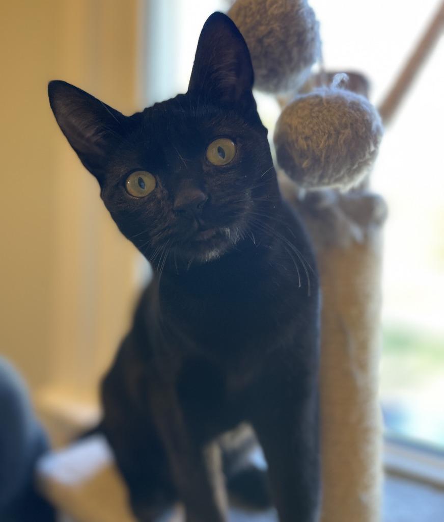 Enlarge Roulette25, a Adoptable mixed breed in Youngsville, NC image 5/6