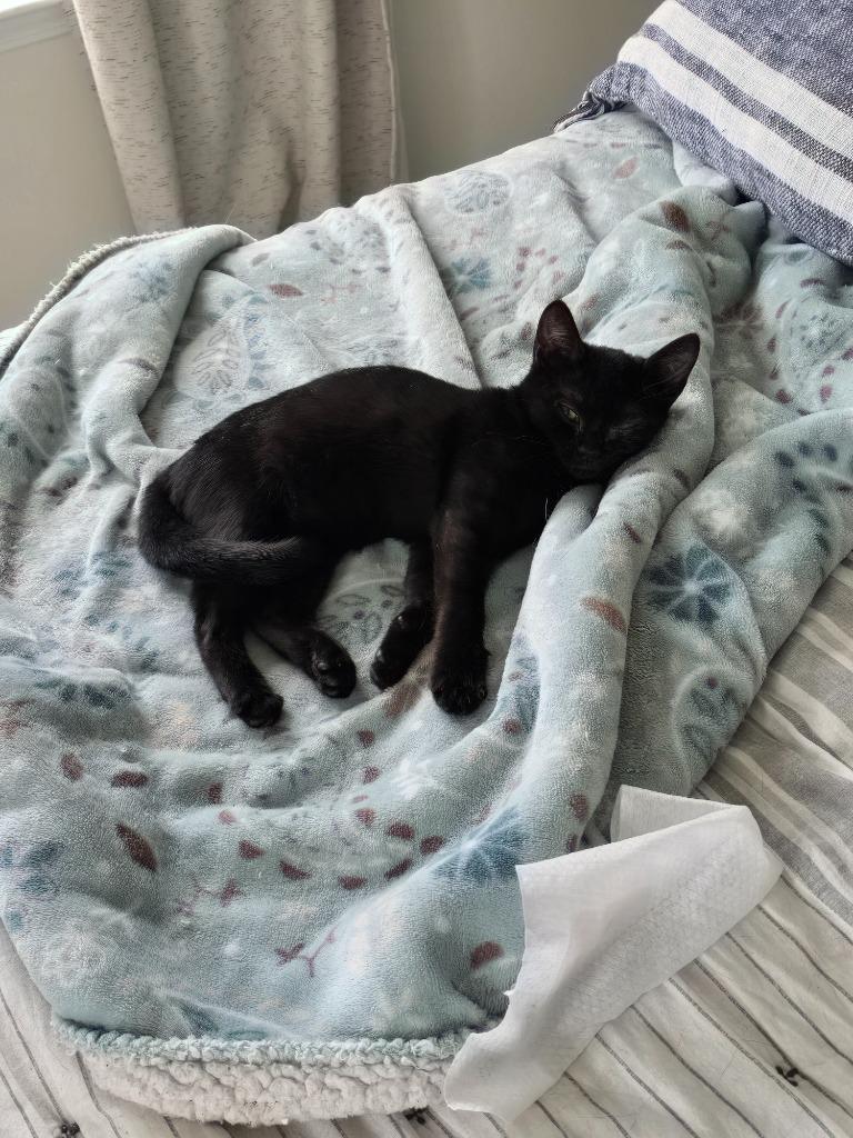 Enlarge Roulette25, a Adoptable mixed breed in Youngsville, NC image 6/6