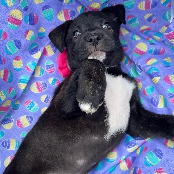 Madison Choco — thumbnail 3