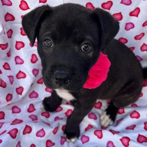 Madison Choco — thumbnail 5