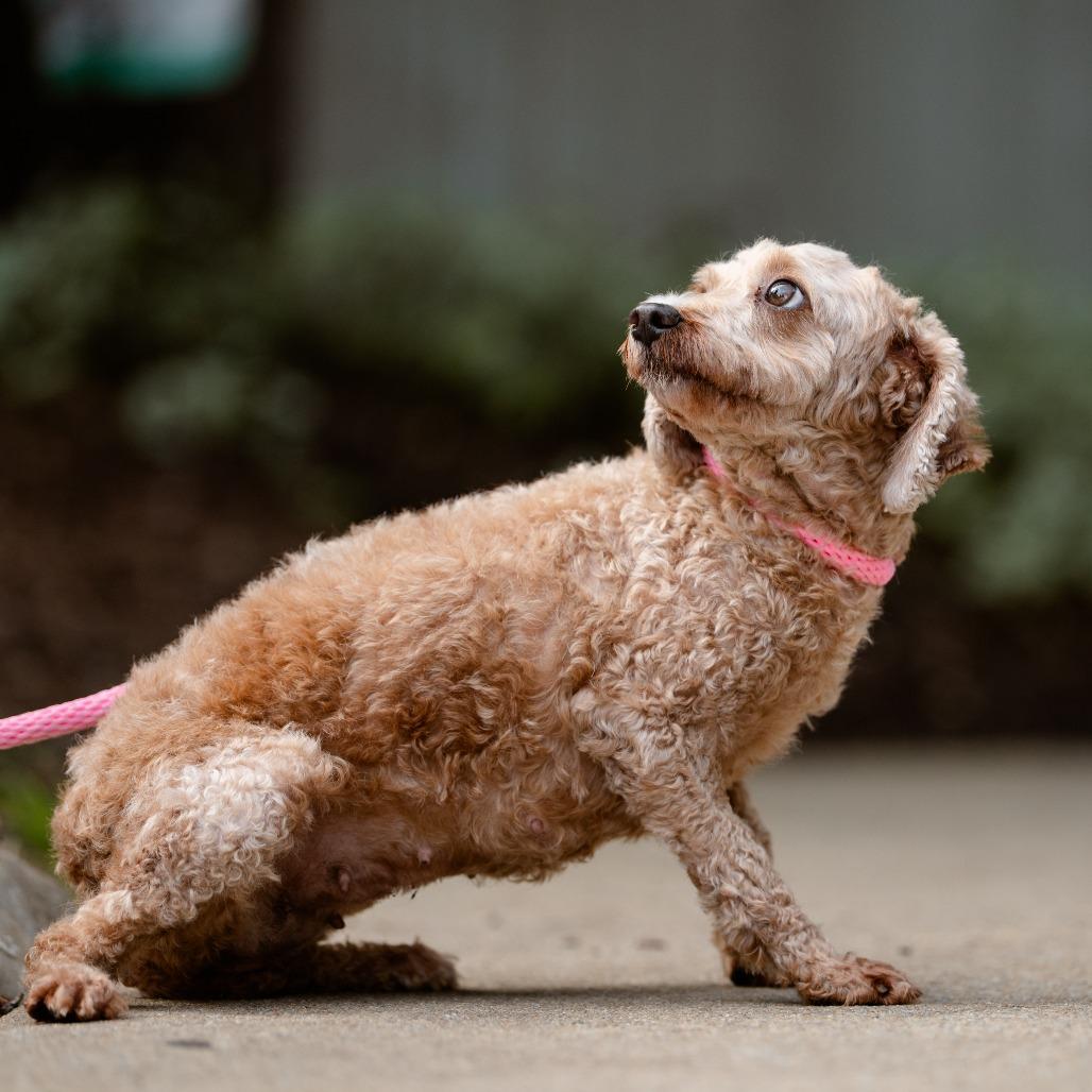 Enlarge Denali, a Adoptable Miniature Poodle in Chester Springs, PA image 2/6