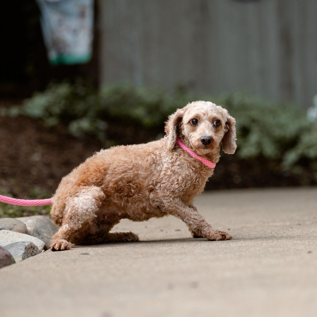 Enlarge Denali, a Adoptable Miniature Poodle in Chester Springs, PA image 3/6