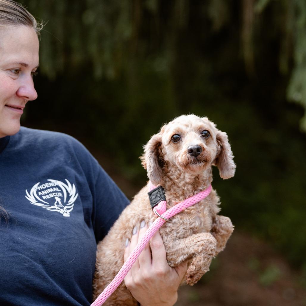 Enlarge Denali, a Adoptable Miniature Poodle in Chester Springs, PA image 4/6