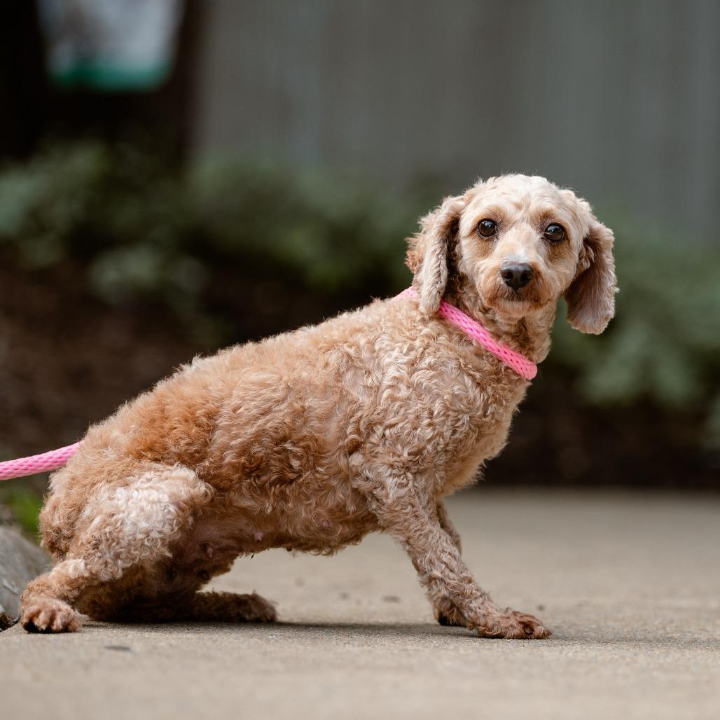 Enlarge Denali, a Adoptable Miniature Poodle in Chester Springs, PA image 5/6
