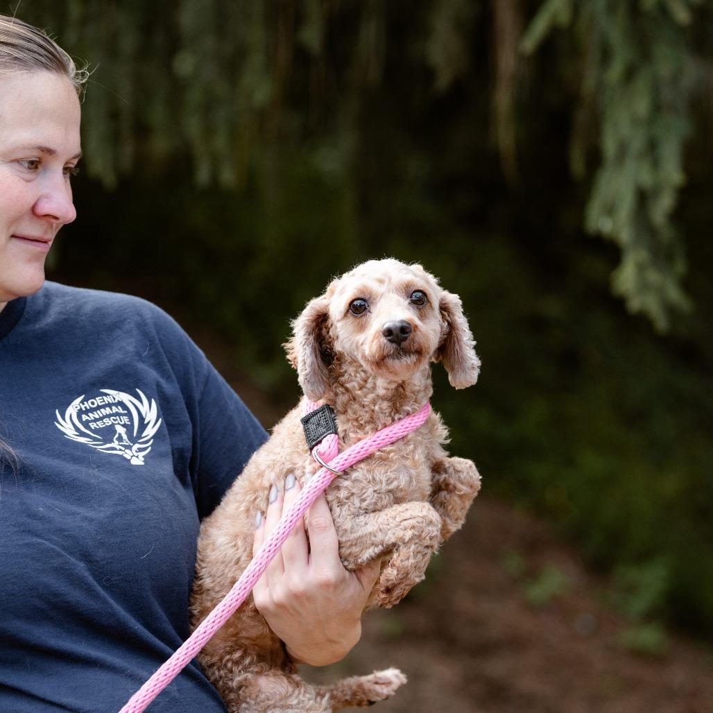 Enlarge Denali, a Adoptable Miniature Poodle in Chester Springs, PA image 6/6