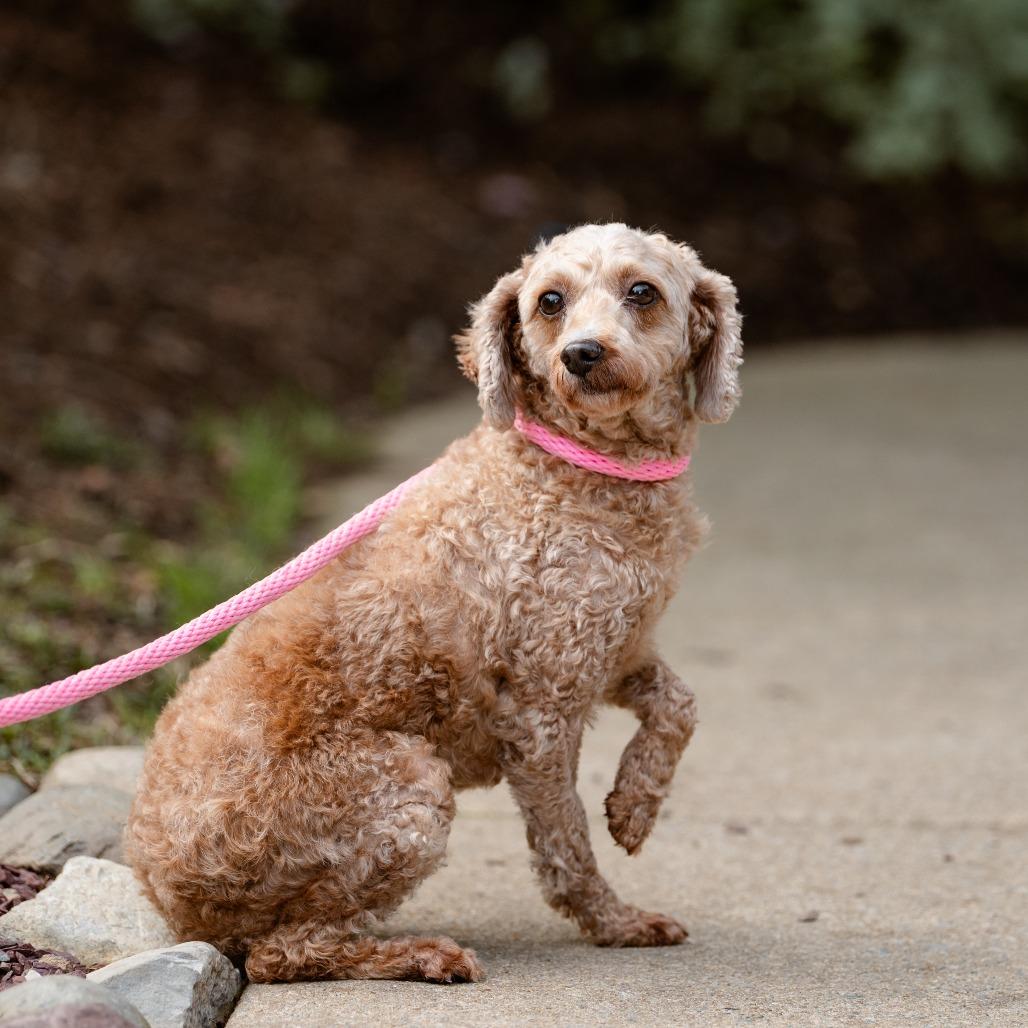 Denali, Adoptable, Adult Female Miniature Poodle.