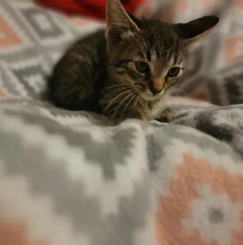 Enlarge Torch, a Adoptable Domestic Short Hair in Davison, MI image 1/1
