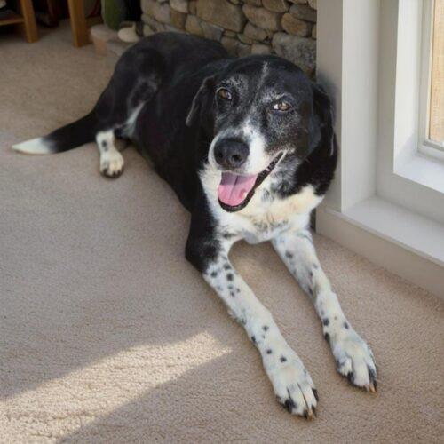 Enlarge Patches, a Adoptable mixed breed in Lincolnshire, IL image 1/2