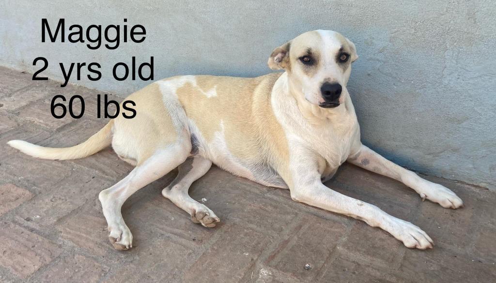 Maggie