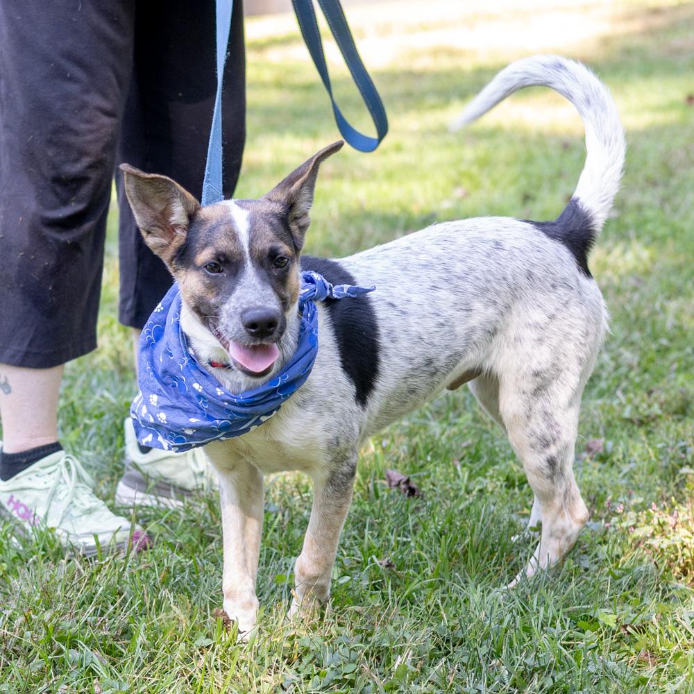 Enlarge Owen (Male), a Adoptable mixed breed in West Grove, PA image 3/6