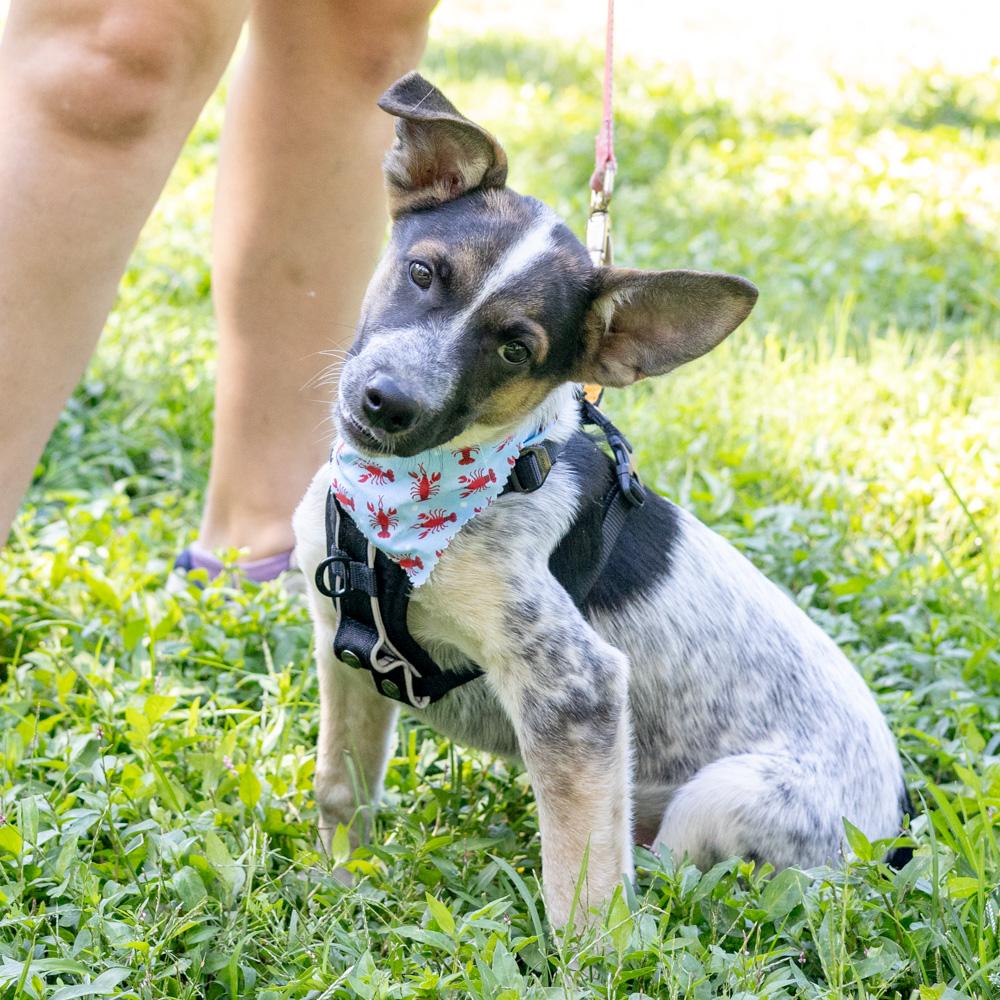 Enlarge George (Male), a Adoptable mixed breed in West Grove, PA image 3/6