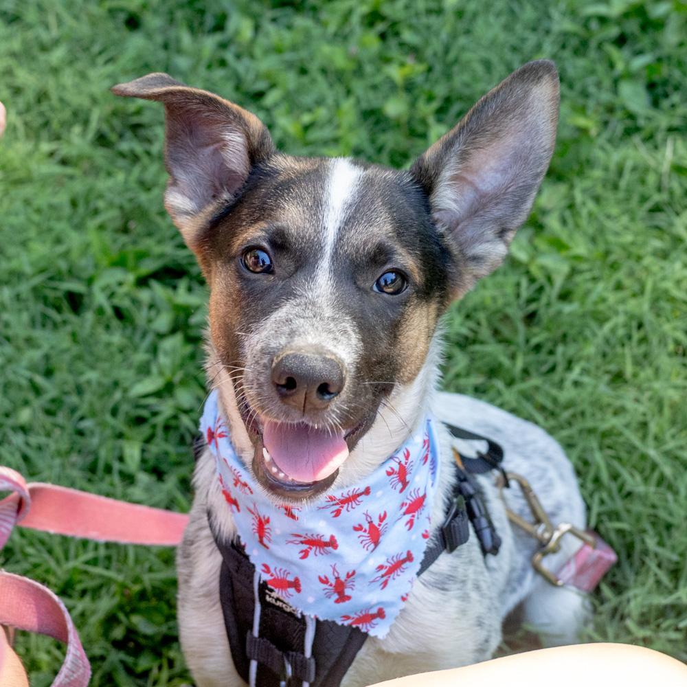 Enlarge George (Male), a Adoptable mixed breed in West Grove, PA image 2/6