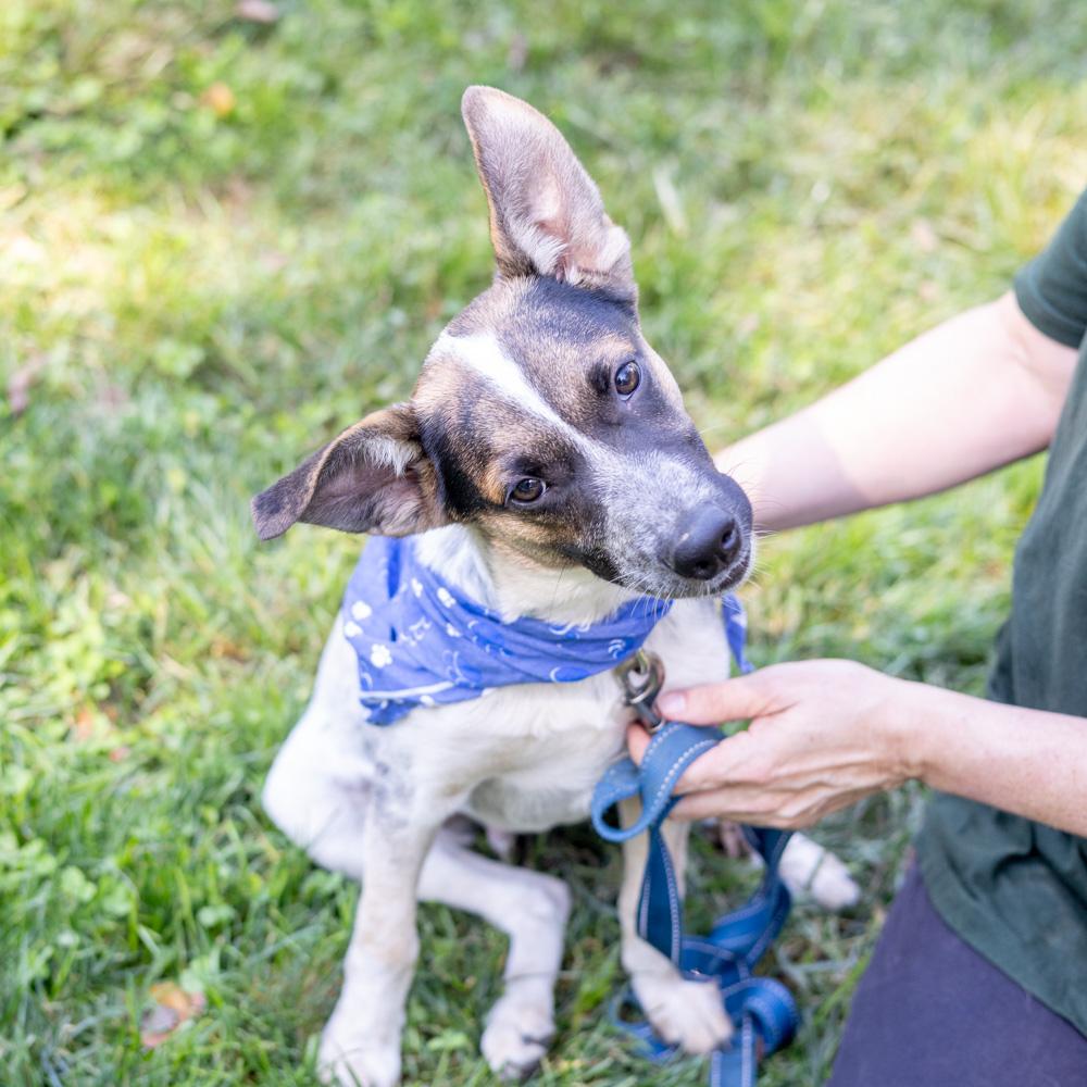Enlarge Owen (Male), a Adoptable mixed breed in West Grove, PA image 6/6