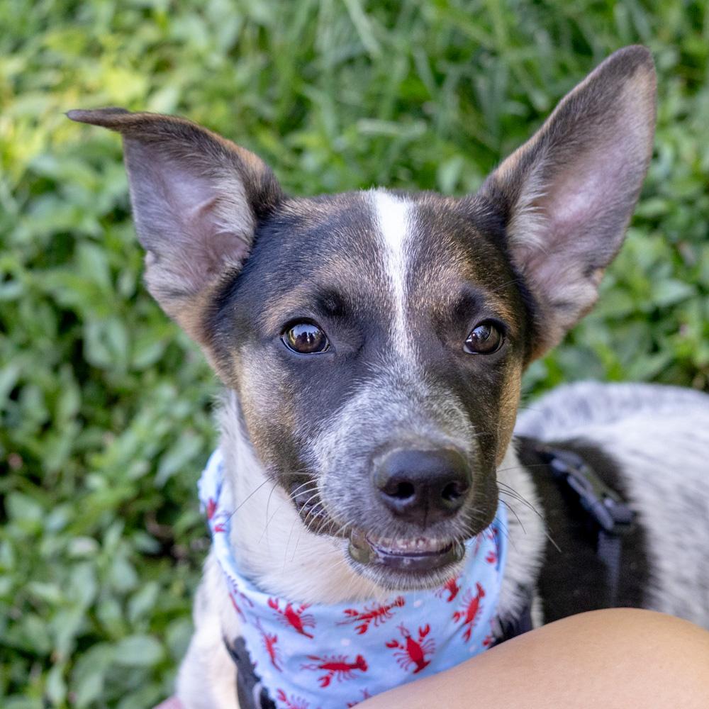 Enlarge George (Male), a Adoptable mixed breed in West Grove, PA image 6/6