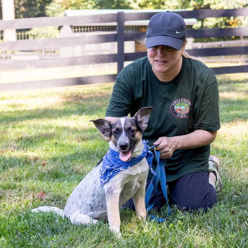 Enlarge Owen (Male), a Adoptable mixed breed in West Grove, PA image 5/6