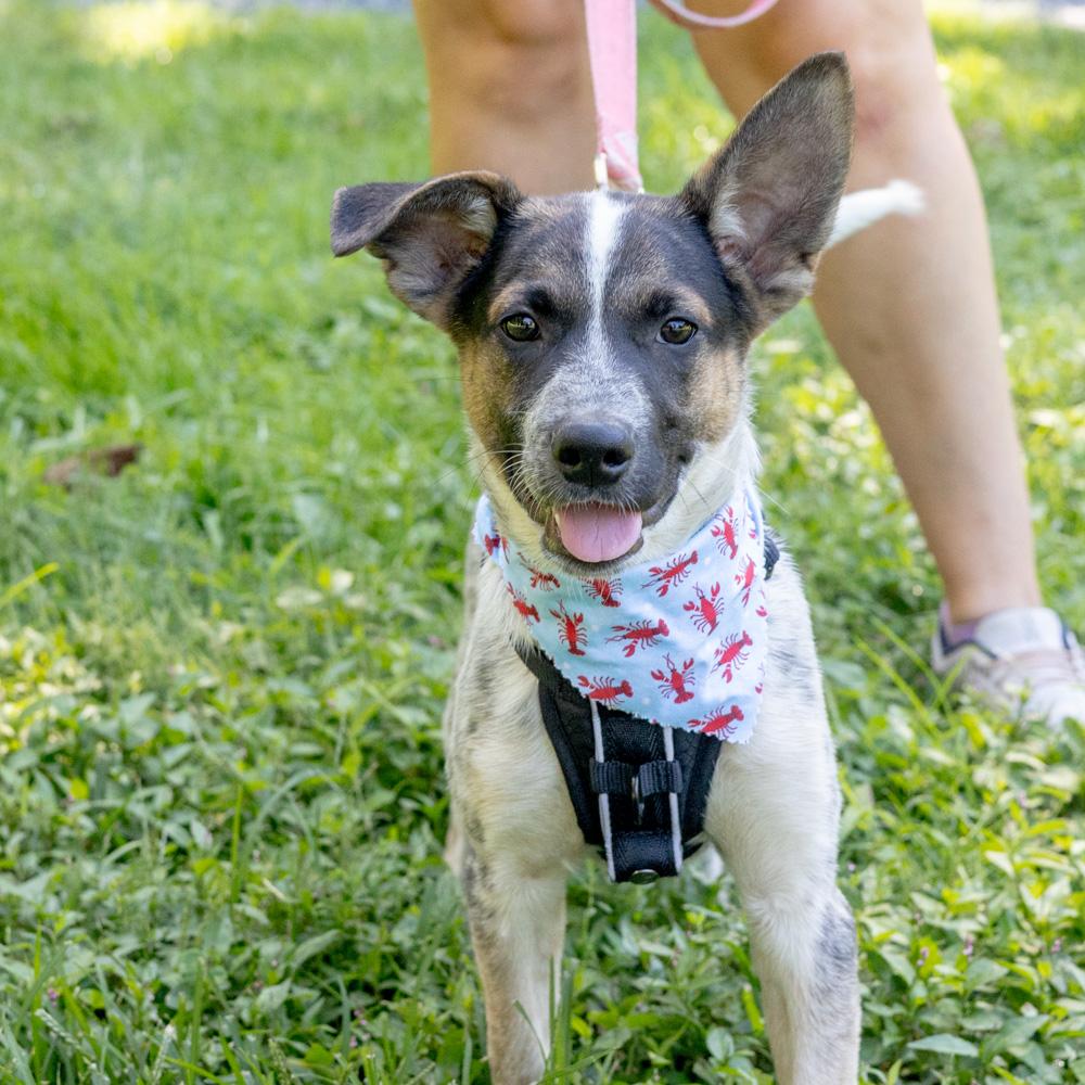 George (Male), Adoptable, Puppy Male Pointer & Black Labrador Retriever.