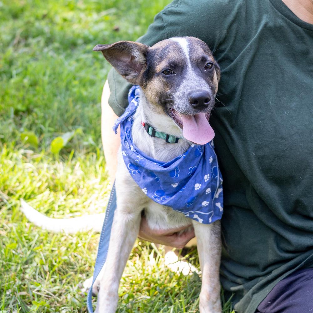 Enlarge Owen (Male), a Adoptable mixed breed in West Grove, PA image 2/6