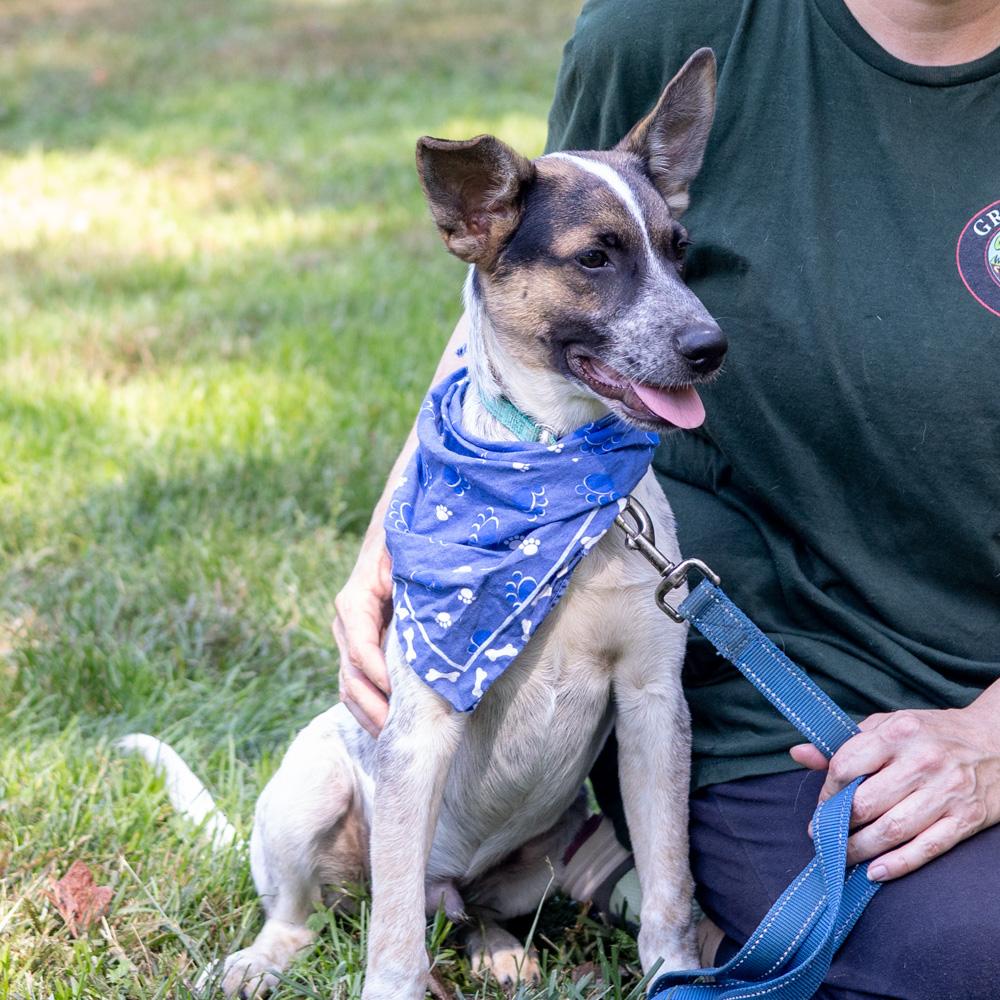Enlarge Owen (Male), a Adoptable mixed breed in West Grove, PA image 4/6