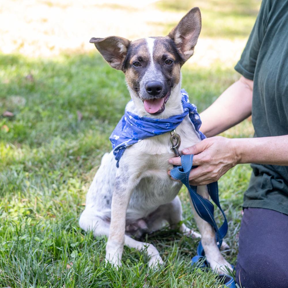 Enlarge Owen (Male), a Adoptable mixed breed in West Grove, PA image 1/6
