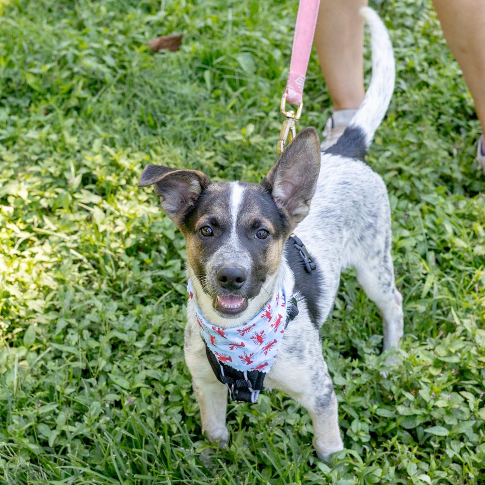 Enlarge George (Male), a Adoptable mixed breed in West Grove, PA image 5/6