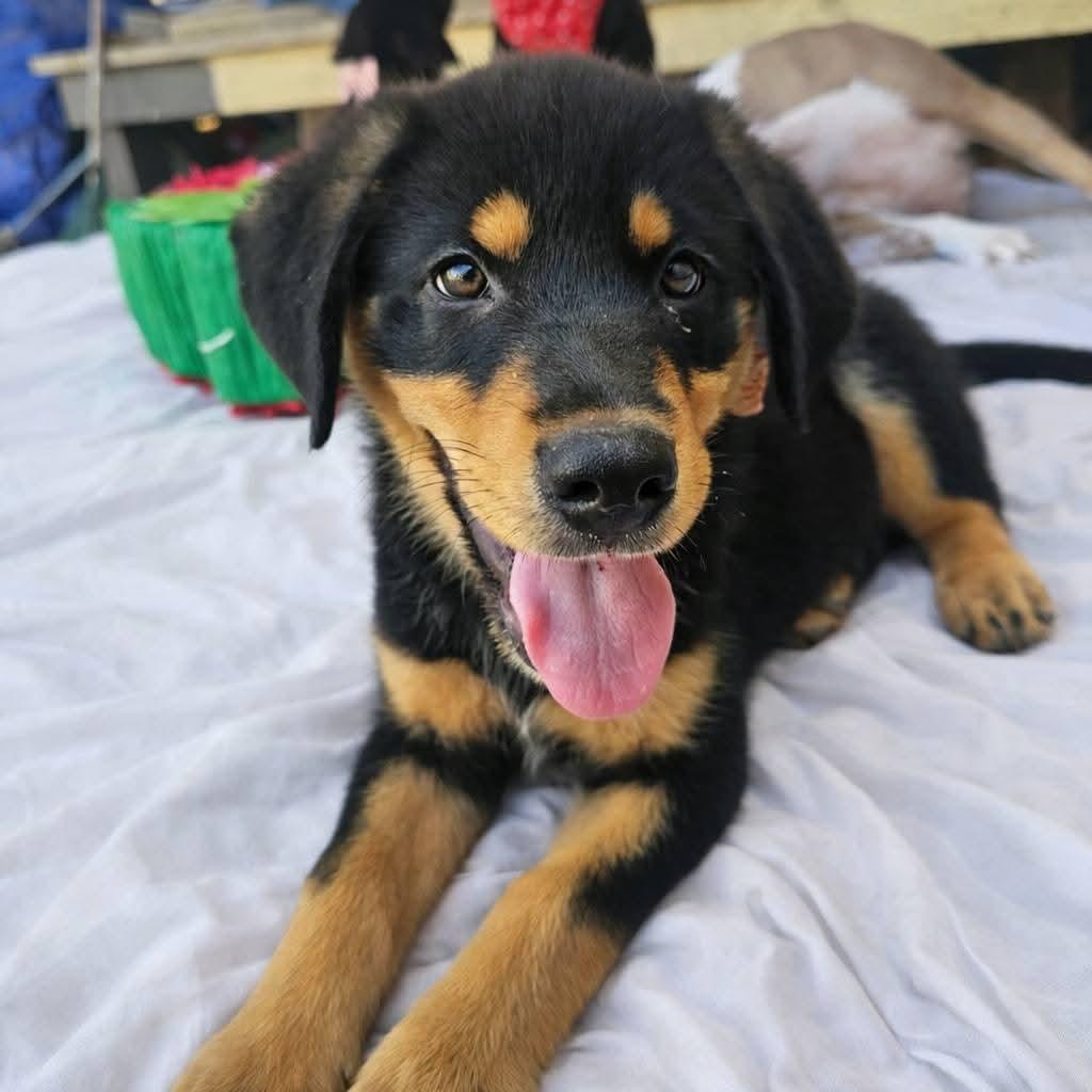 Enlarge Olly, an adopted mixed breed in PLAINFIELD, CT image 1/1