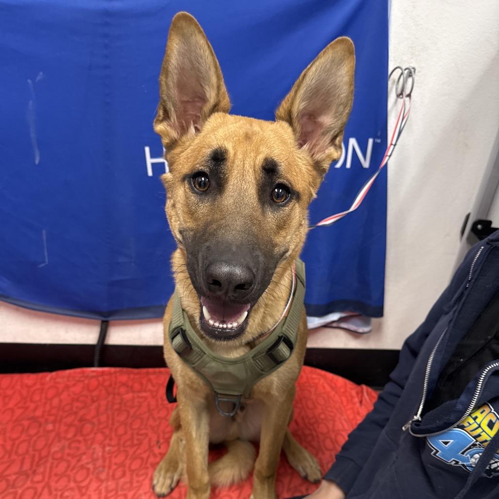 Kaladin, Adoptable, Young Male German Shepherd Dog.