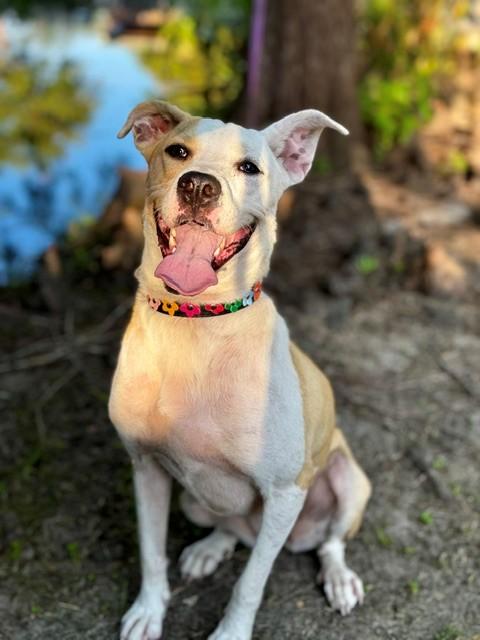 Enlarge Cassie, a ADOPTABLE mixed breed in Unionville, CT image 4/6
