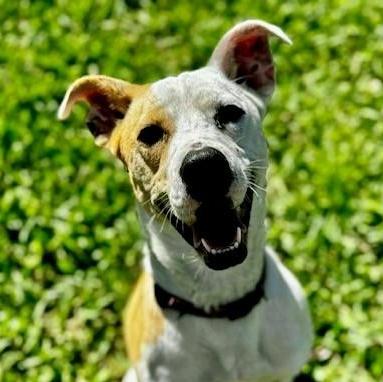 Cassie, ADOPTABLE, Young Female Terrier & Hound.