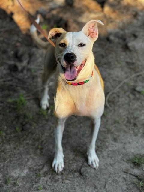Enlarge Cassie, a ADOPTABLE mixed breed in Unionville, CT image 6/6