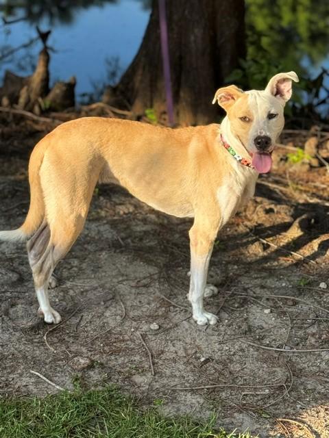 Enlarge Cassie, a ADOPTABLE mixed breed in Unionville, CT image 3/6