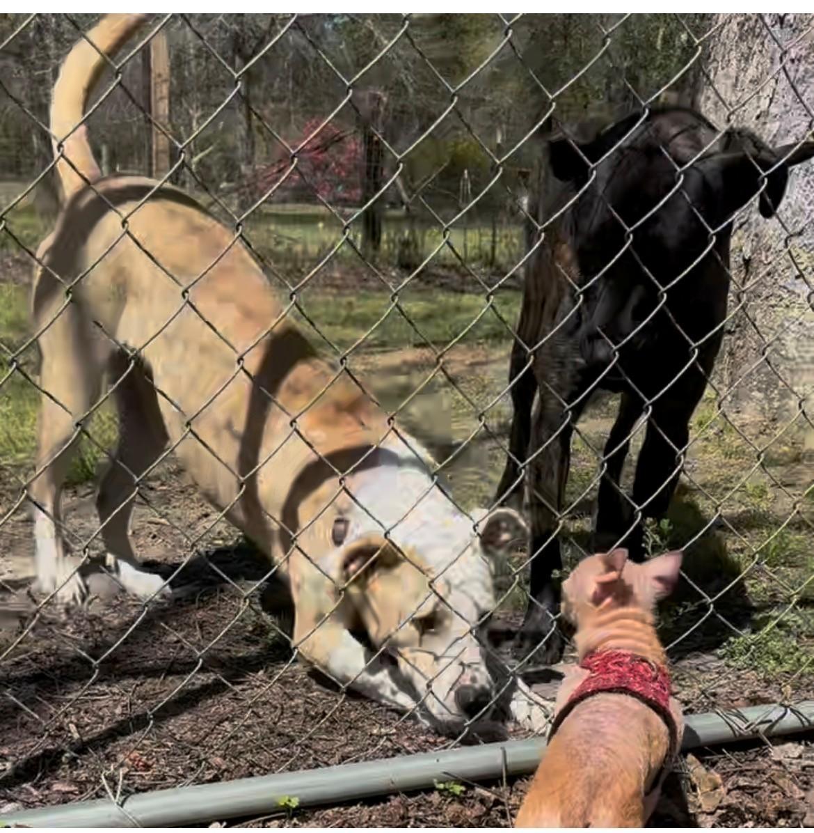 Enlarge Cassie, a ADOPTABLE mixed breed in Unionville, CT image 2/6