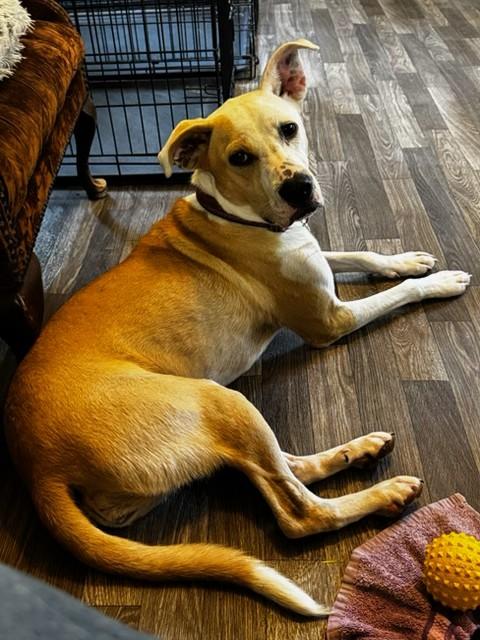 Enlarge Cassie, a ADOPTABLE mixed breed in Unionville, CT image 5/6