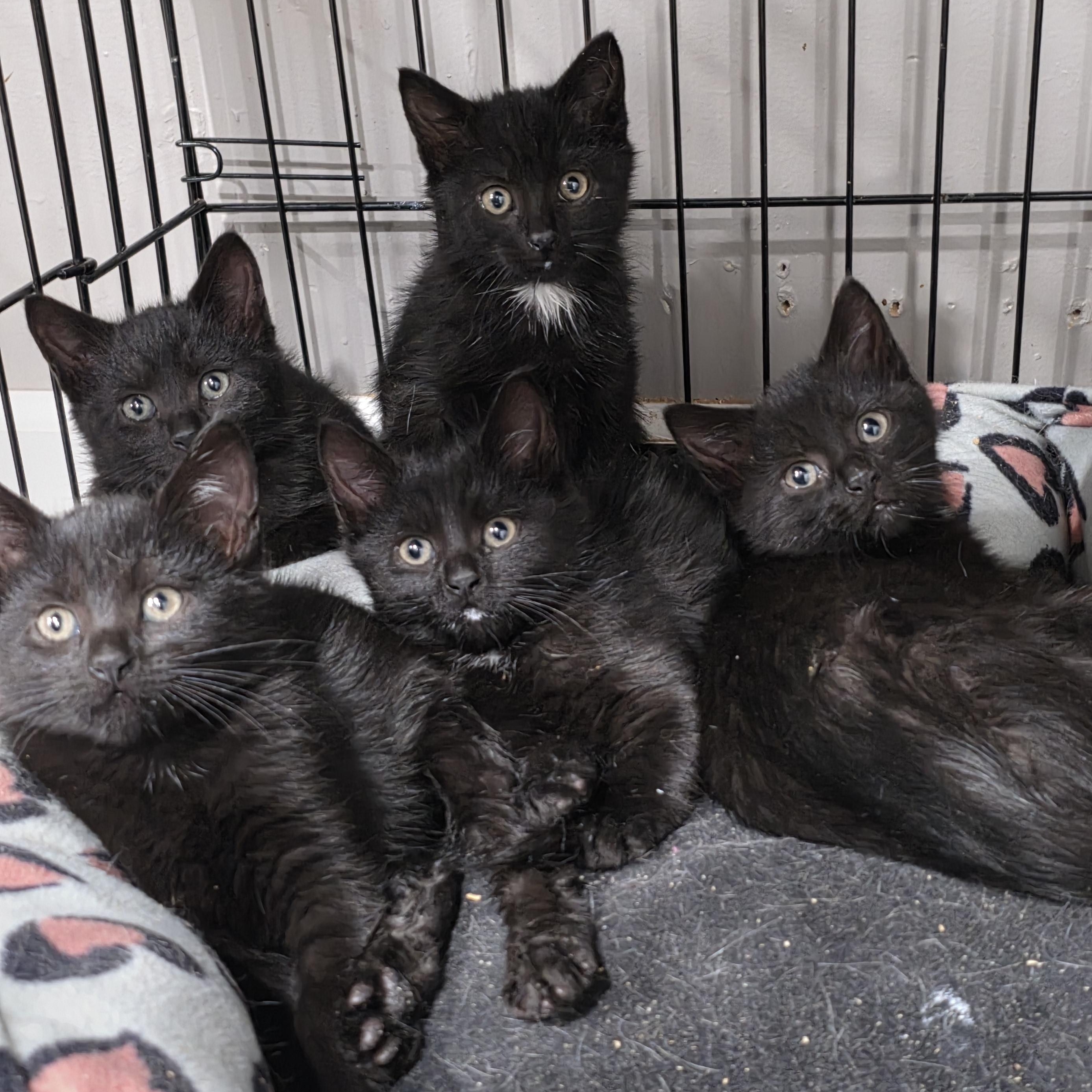 Enlarge Blossom, a Adoptable mixed breed in Mastic beach, NY image 3/3