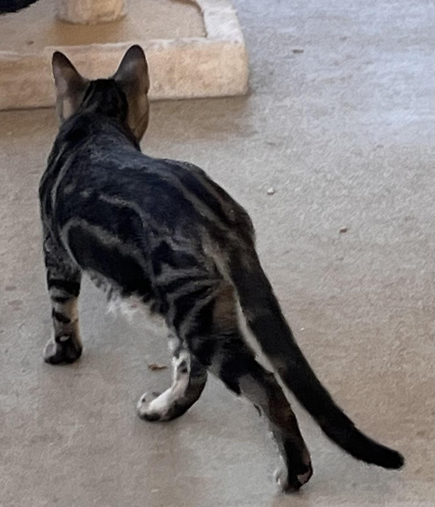 Enlarge Addie Kat, a Adoptable mixed breed in Moreno Valley, CA image 4/6