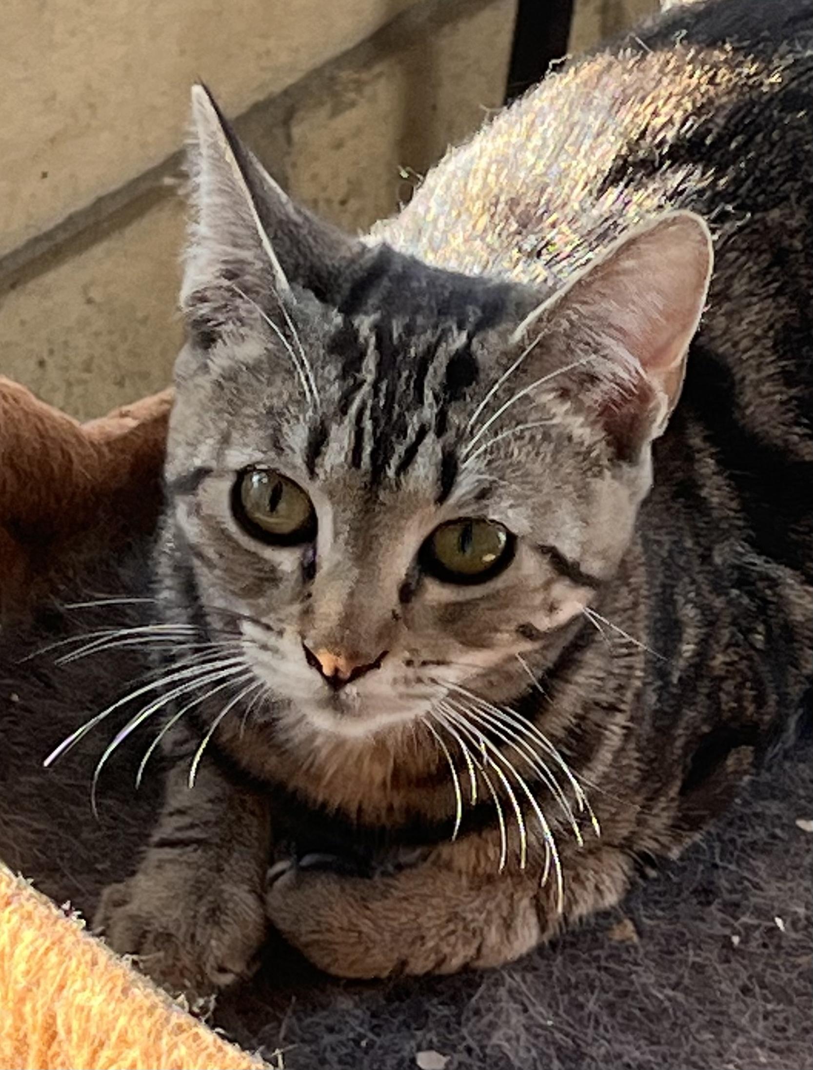 Enlarge Addie Kat, a Adoptable mixed breed in Moreno Valley, CA image 3/6