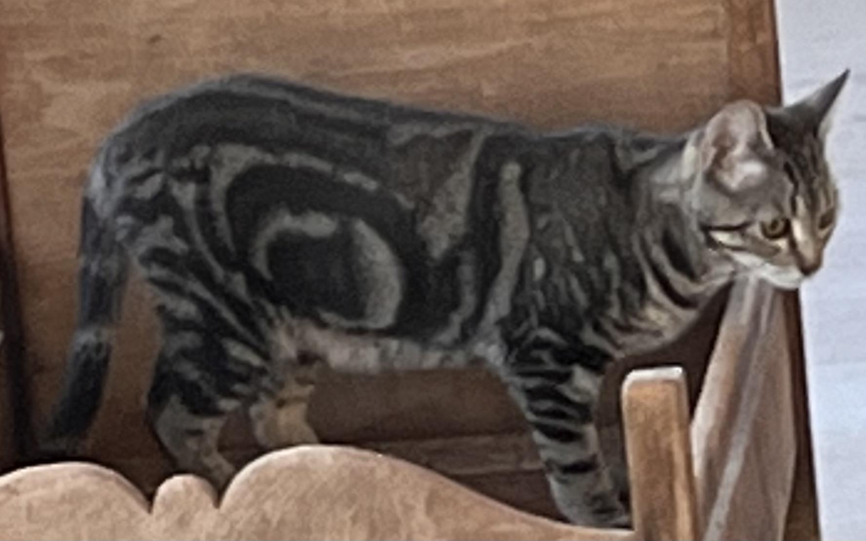 Enlarge Addie Kat, a Adoptable mixed breed in Moreno Valley, CA image 5/6