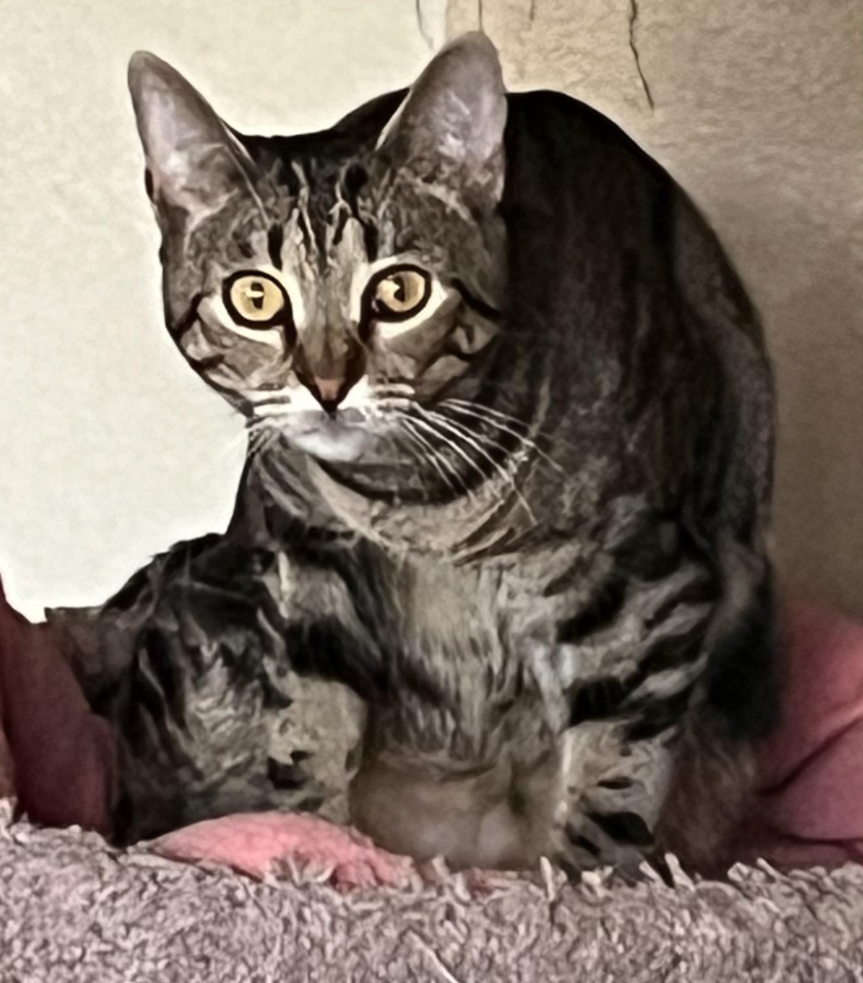 Addie Kat, Adoptable, Young Female American Shorthair & Domestic Short Hair.