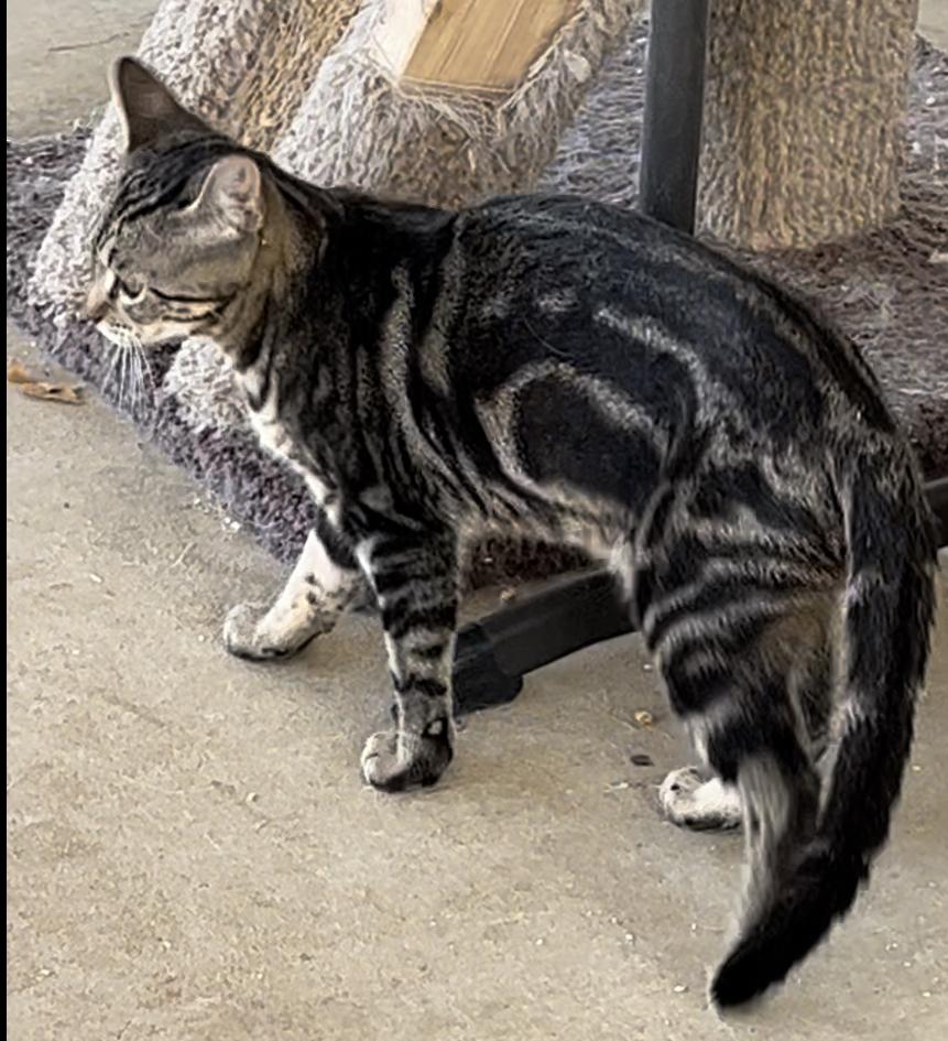 Addie Kat, Adoptable, Young Female American Shorthair & Domestic Short Hair.