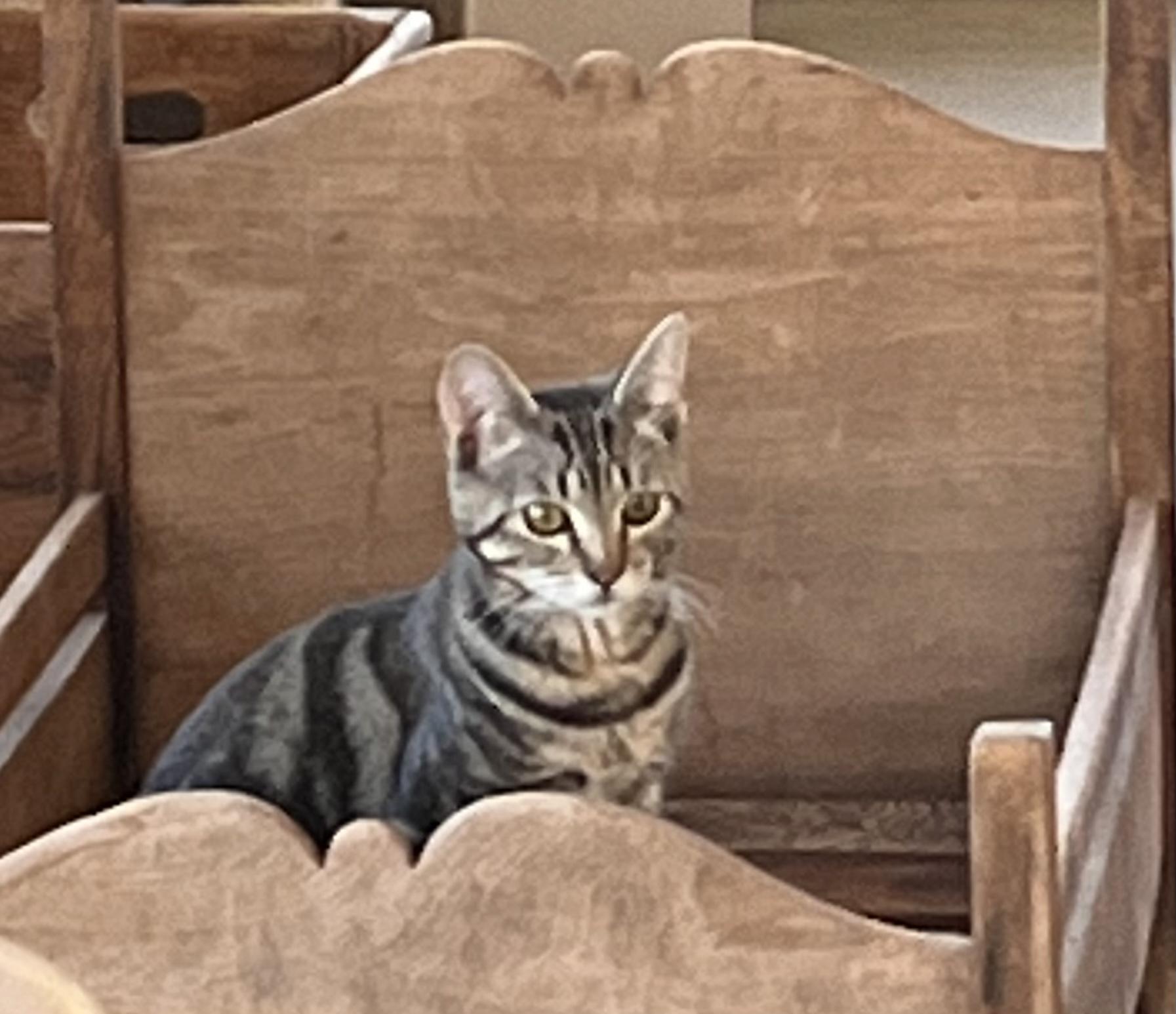 Enlarge Addie Kat, a Adoptable mixed breed in Moreno Valley, CA image 2/6