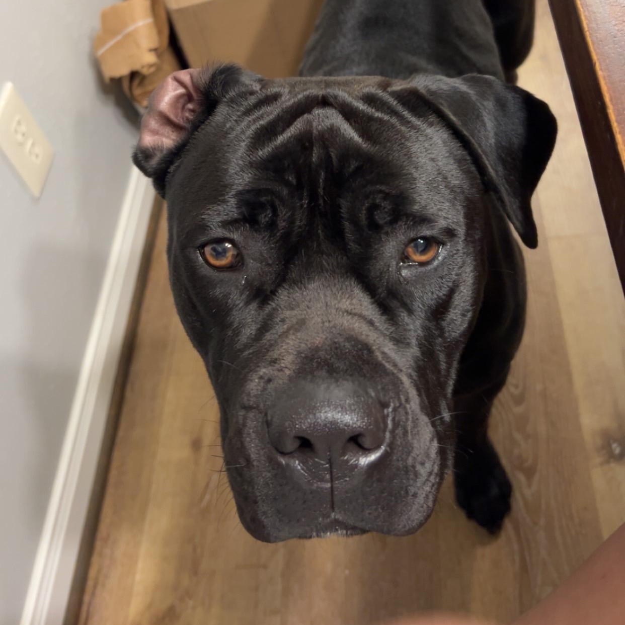 Maya — thumbnail 5