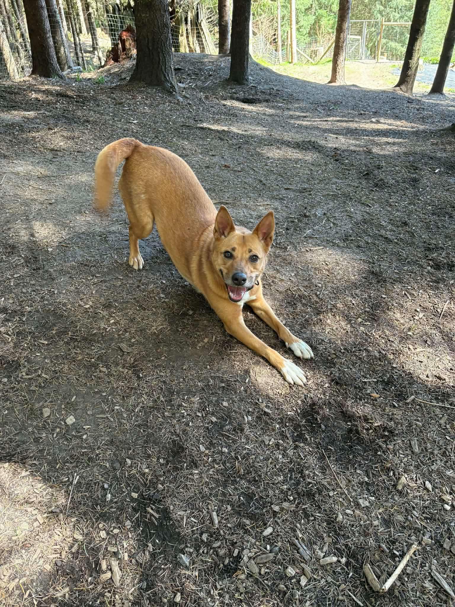 Enlarge Nancy, a ADOPTABLE mixed breed in Portland, OR image 2/4