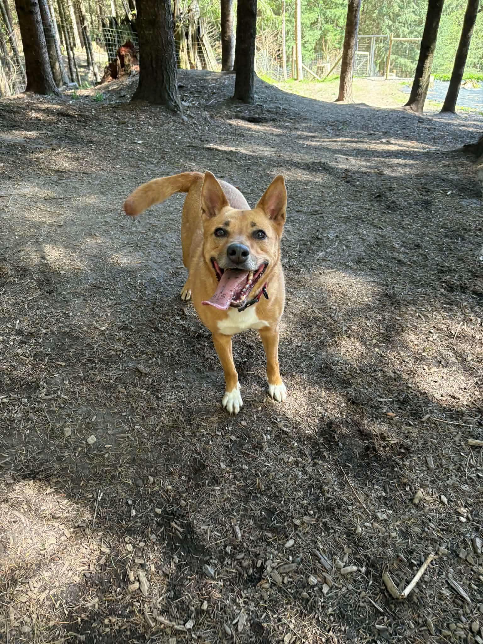 Enlarge Nancy, a ADOPTABLE mixed breed in Portland, OR image 3/4