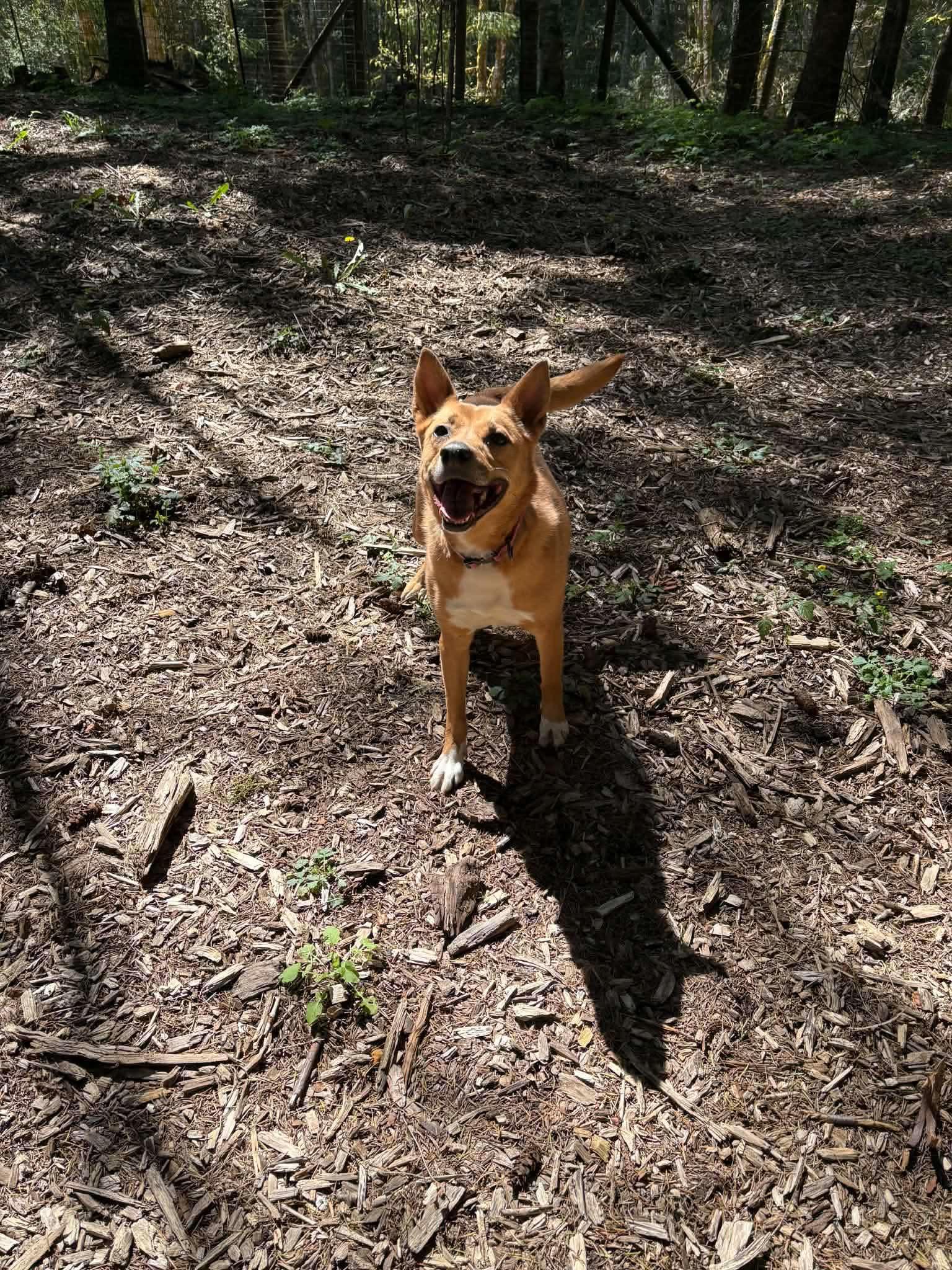 Enlarge Nancy, a ADOPTABLE mixed breed in Portland, OR image 4/4