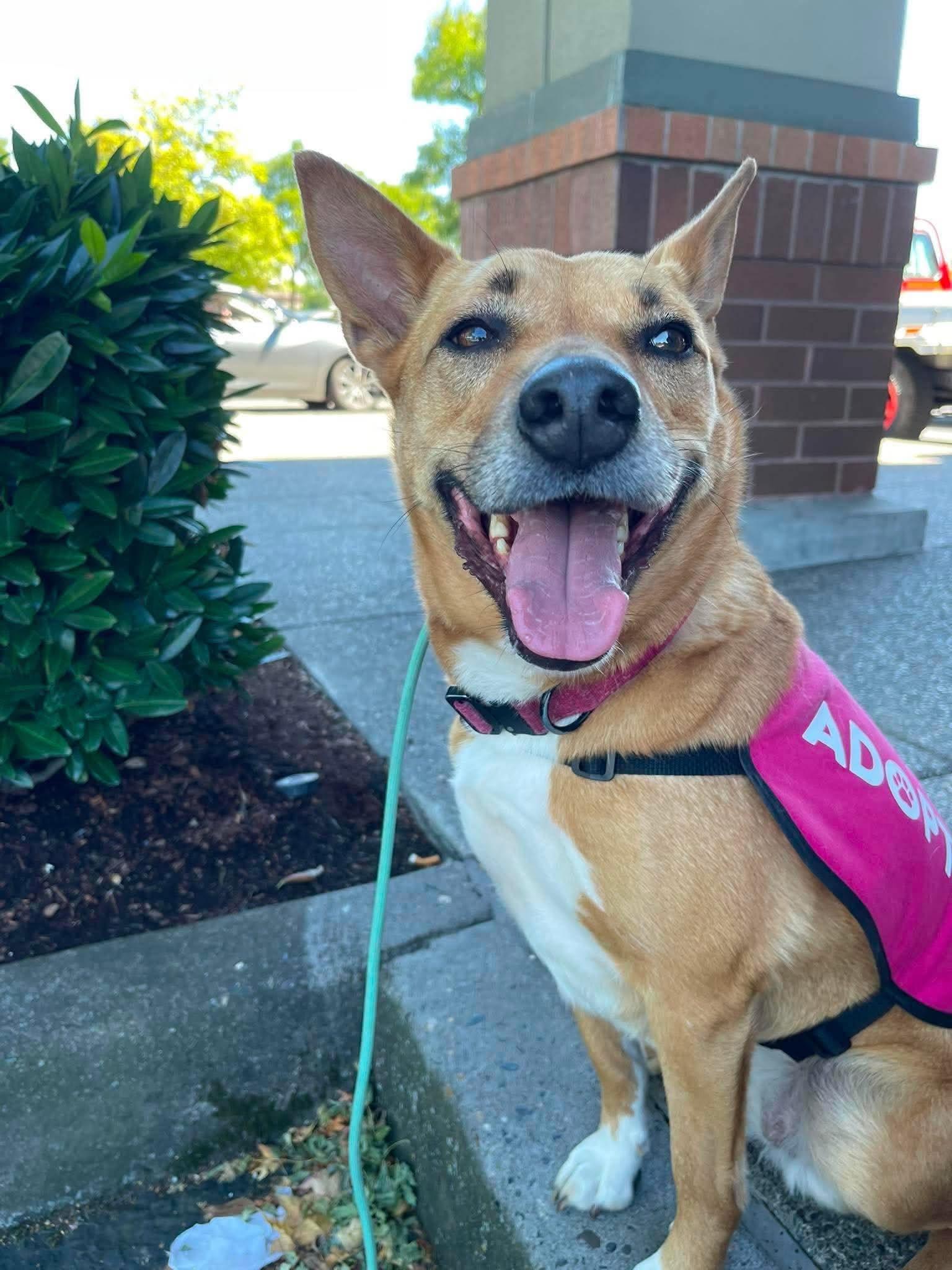 Nancy, a ADOPTABLE mixed breed in Portland, OR image 2/4