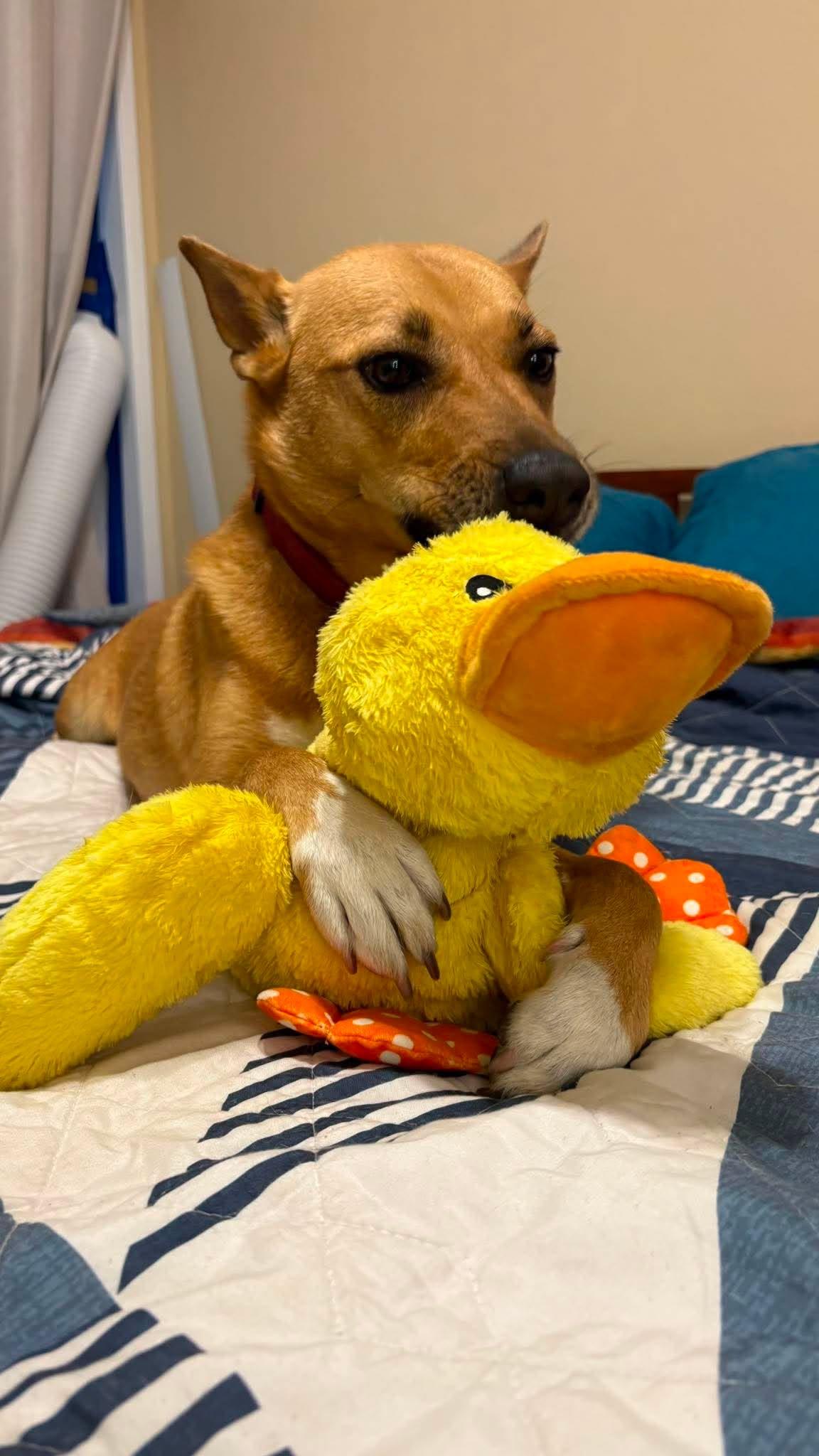 Nancy, a ADOPTABLE mixed breed in Portland, OR image 3/4
